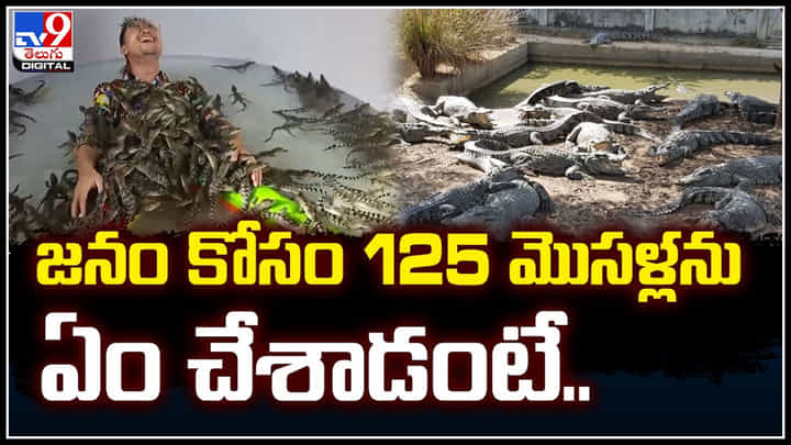 Viral: జనం కోసం 125 మొసళ్లను ఏం చేశాడంటే.? పాపం మూగజీవాలు.. Viral: జనం కోసం 125 మొసళ్లను ఏం చేశాడంటే.? పాపం మూగజీవాలు..
