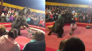 Watch: పులులు, తోడేళ్లు కాదు.. జనావాసాల్లోకి క్యూ కడుతున్న హైనాలు.. షాకింగ్‌ వీడియో చూస్తే వణుకే..!