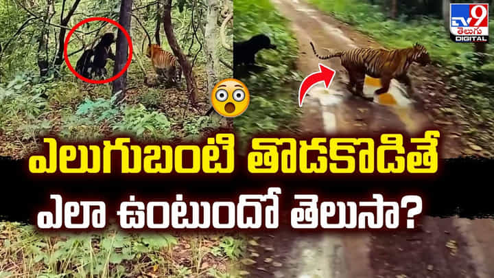 కూన కోసం పులితో భీకర యుద్ధం చేసిన ఎలుగుబంటి కూన కోసం పులితో భీకర యుద్ధం చేసిన ఎలుగుబంటి