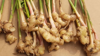 Eggs: రోజుకో గుడ్డు తింటే ఇన్ని లాభాలా? గుండె ఆరోగ్యానికి కొండంత బలం