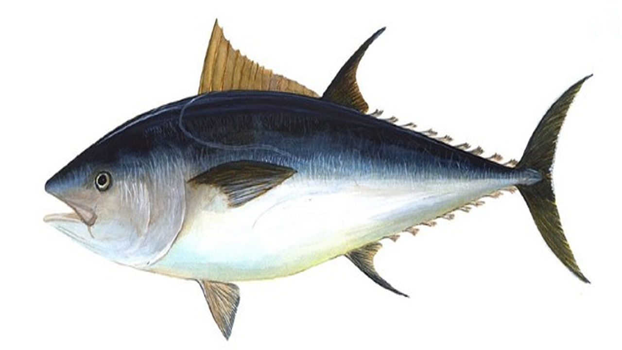 Bluefin Tuna- మనం 2024 సంవత్సరంలో అత్యంత ఖరీదైన చేప గురించి మాట్లాడినట్లయితే ముందుగా వచ్చే పేరు బ్లూఫిన్ ట్యూనా. ఈ చేపల శరీరం పెద్దది. టార్పెడో ఆకారంలో ఉంటుంది. ఇది క్రాస్ సెక్షన్‌లో వృత్తాకారంగా ఉంటుంది. ఈ చేప ధర పౌండ్‌కు 5000 డాలర్లు (4 లక్షల 20 వేల రూపాయలు) వరకు ఉంది. ఇది చాలా రుచికరమైన చేపలలో ఒకటిగా చెబుతారు.