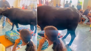 Watch: ఇదేం మాయరా సామీ..! కొబ్బరి కాయను కేక్‌లా కట్‌చేస్తున్నారు..? వీడియో చూస్తే అవాక్కే..