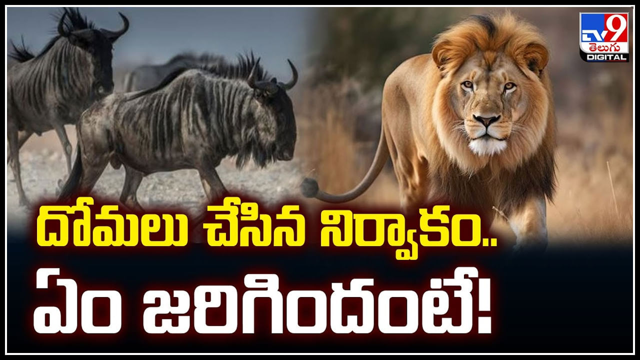 Lion-Buffalo: దోమలు చేసిన నిర్వాకం.. సింహం - గేదె కి మధ్య ఏం జరిగిందంటే.?