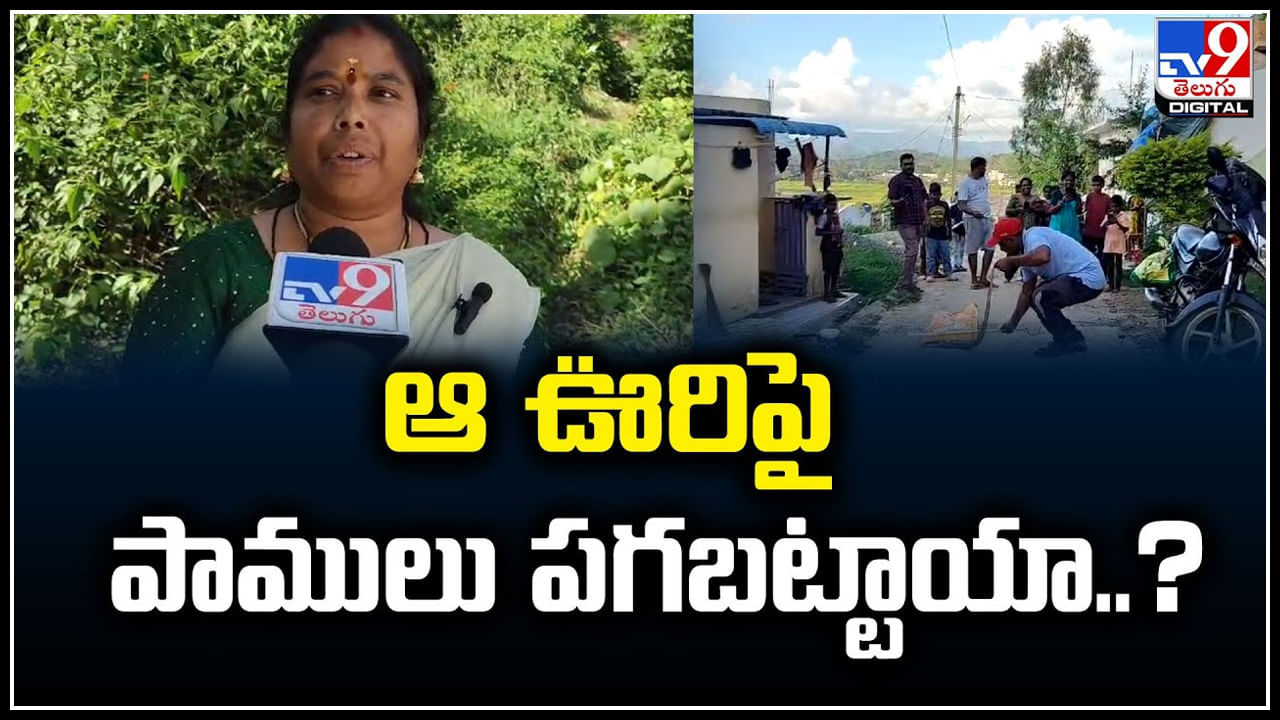 Watch: ఆ ఊరిపై పాములు పగబట్టాయా.? ఎక్కడ చూసినా గుట్టలు గుట్టలుగా పాములే.