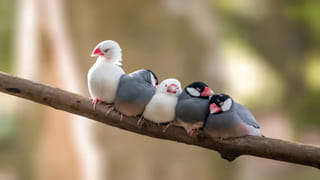 Mobile Charging Tips: మీ ఫోన్‌కు ఇతర ఛార్జర్‌తో ఛార్జ్‌ చేస్తే ఏమవుతుందో తెలుసా? భారీ నష్టమే!