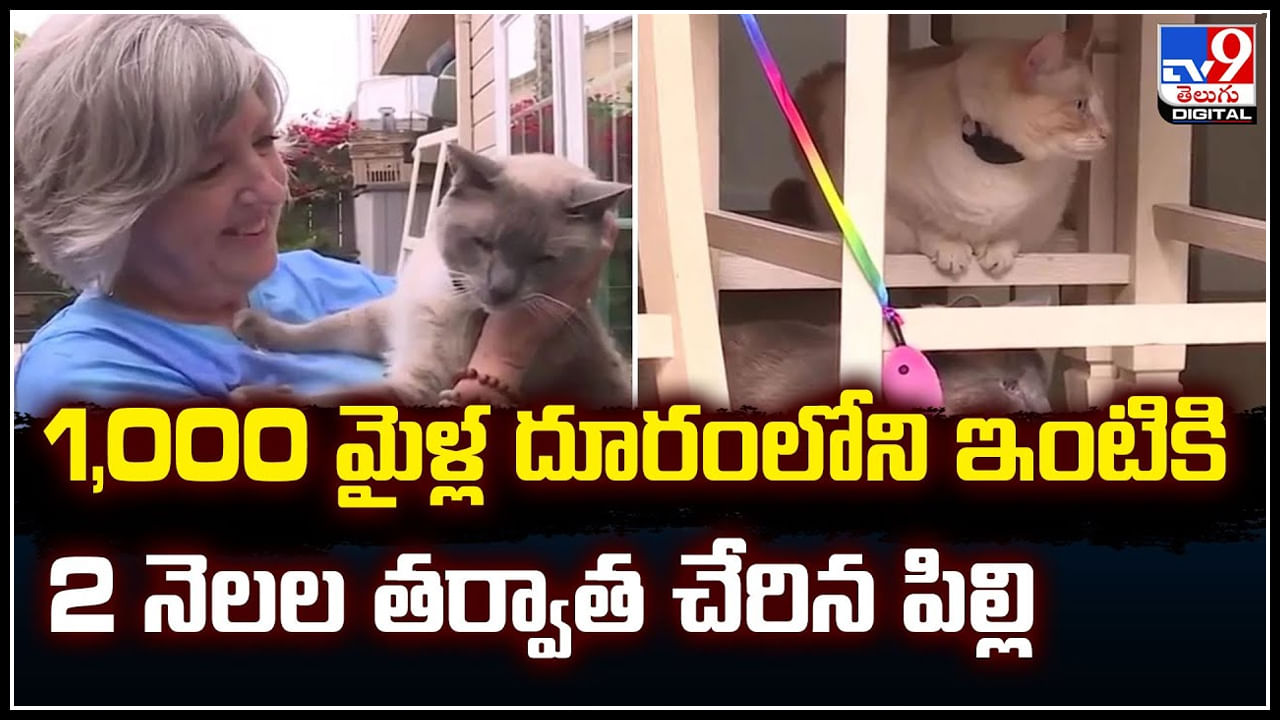 Cat Viral: ఇది మామూలు పిల్లి కాదు.! 1000 మైళ్ల దూరంలోని ఇంటికి..