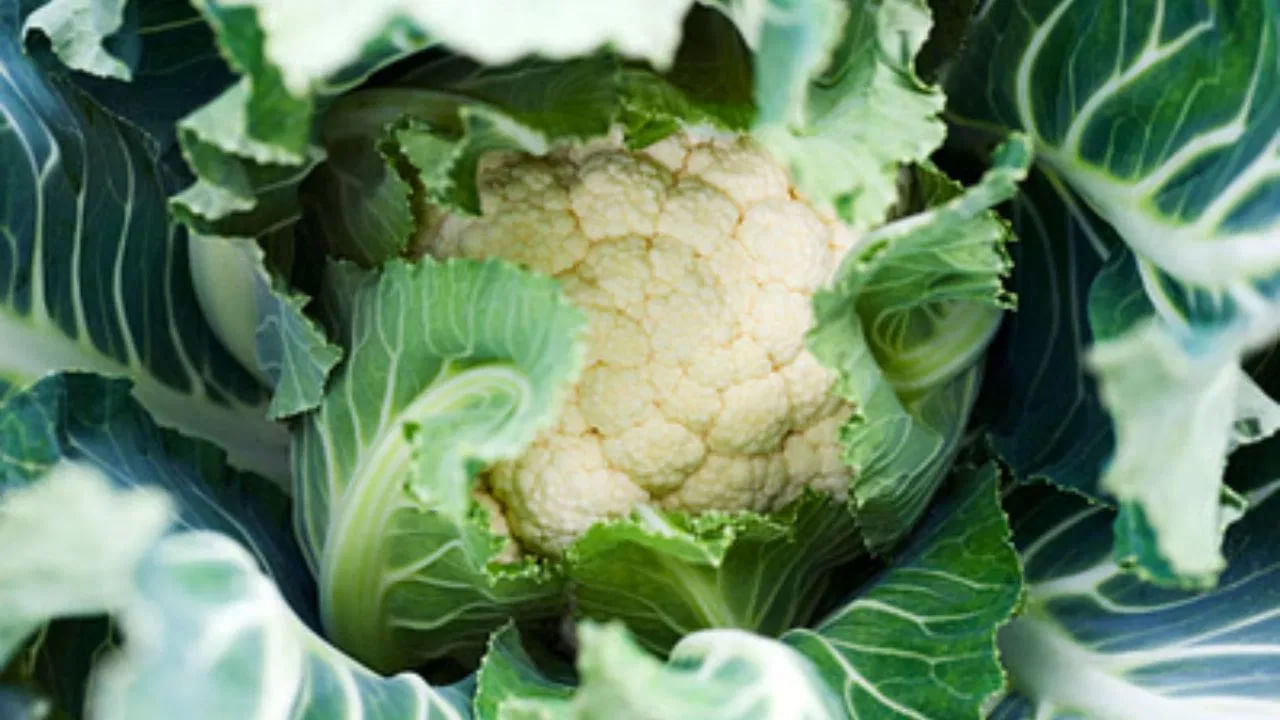 అదే కాలీఫ్లవర్ కూడా ఎన్నో ఆరోగ్య ప్రయోజనాలు ఉన్నాయి. ఇందులో విటమిన్ సి పుష్కలంగా ఉంటుంది. కాలీఫ్లవర్‌లో విటమిన్ కె అధికంగా ఉంటుంది. కాబట్టి దీనిని తినడం వల్ల ఎముకల ఆరోగ్యం కూడా మెరుగుపడుతుంది. చాలా మందికి రక్తం గడ్డకట్టే సమస్యలు ఉంటాయి. కాలీఫ్లవర్ ఆ గడ్డలను నివారించడంలో సహాయపడుతుంది. కాలీఫ్లవర్‌లో కోలిన్ ఉంటుంది. ఈ కోలిన్ సరైన మోతాదులో శరీరంలోకి వెళితే మంచి నిద్రకు ఎంతగానో ఉపయోగపడుతుంది. కాలిఫ్లవర్ జ్ఞాపకశక్తిని, కండరాలకు రక్త ప్రసరణను పెంచడానికి కూడా సహాయపడుతుంది.