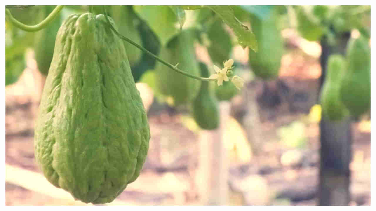 Chayote Benefits: గ్రామాల్లో దొరికే సీమ వంకాయ కనిపిస్తే వదలకుండా తినండి.. నమ్మలేని లాభాలు!