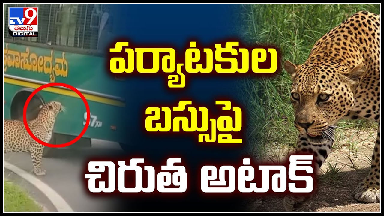 Viral: పర్యాటకుల పై బస్సు చిరుత అటాక్‌.! బస్సు కిటికీ తెరిచి ఉండటంతో లోపలికి..