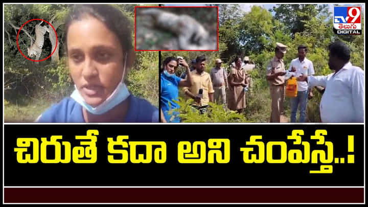 Cheetahs: చిరుతే కదా అని చంపేస్తే.! మొన్న నల్లమల అడవుల్లో చిరుత మృతి.. Cheetahs: చిరుతే కదా అని చంపేస్తే.! మొన్న నల్లమల అడవుల్లో చిరుత మృతి..