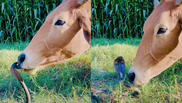 Viral Video: ఇదెక్కడి ఫ్రెండ్ షిప్ రా మావా.. ఆవుకు కొంచెం కూడా భయం లేదు..
