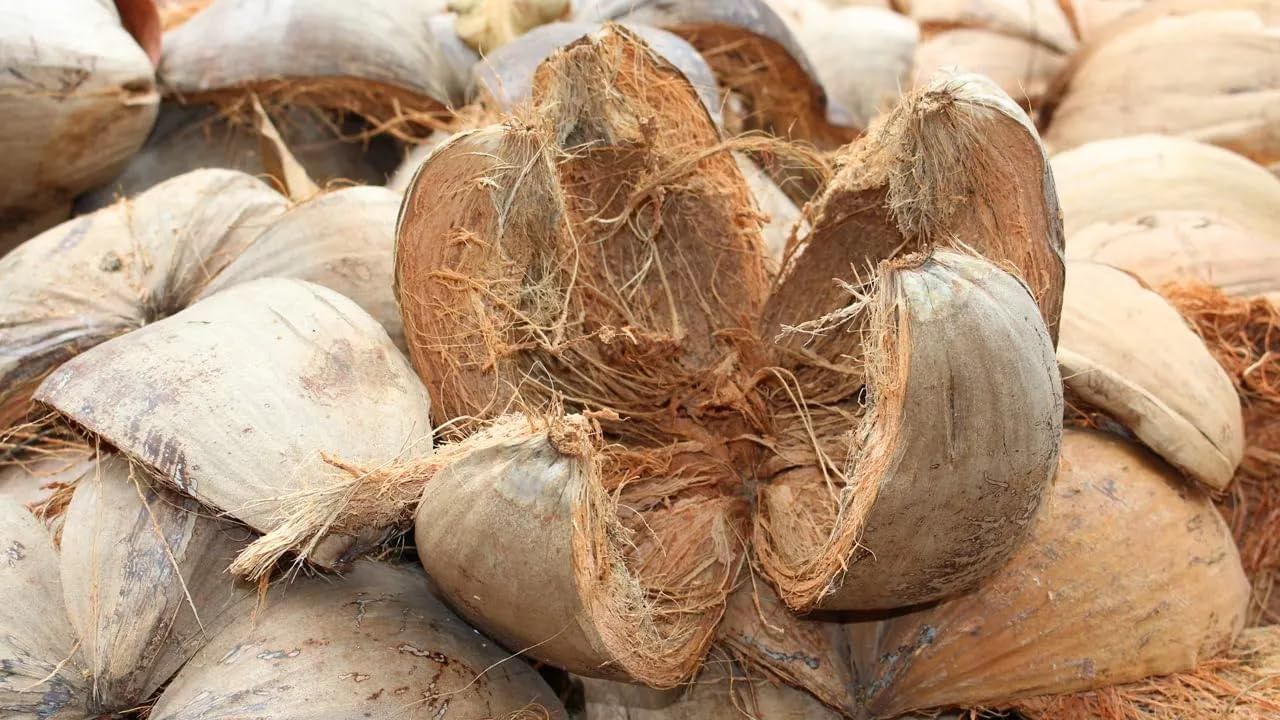 Coconut Fiber: కొబ్బరి పీచును పడేస్తున్నారా.. ఎన్ని రకాలుగా ఉపయోగపడుతుందటే..