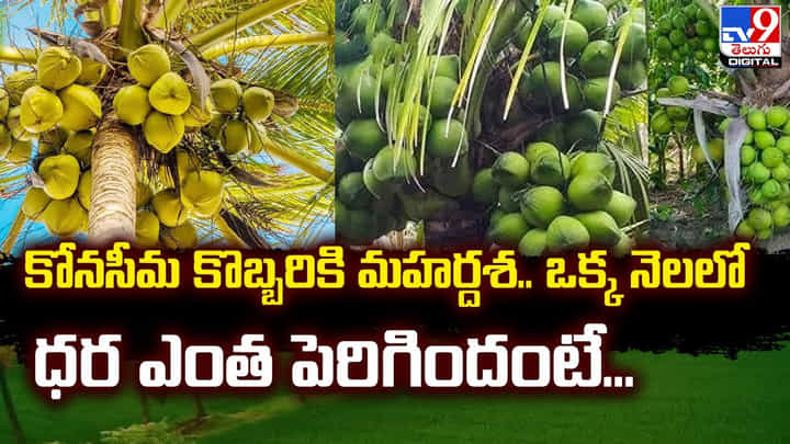 కోనసీమ కొబ్బరికి మహర్దశ.. ఒక్క నెలలో ధర ఎంత పెరిగిందంటే ?? కోనసీమ కొబ్బరికి మహర్దశ.. ఒక్క నెలలో ధర ఎంత పెరిగిందంటే ??