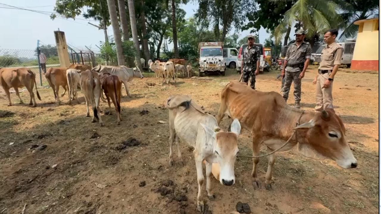 Telangana: ఏందీ సామీ మాకీ తిప్పలు.. పోలీస్ స్టేషన్ లో గోవులను పెంచుతున్న పోలీసులు..!