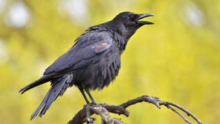 Used Tea Powder Uses: వాడిన టీ పొడితో ఇన్ని రకాల ఉపయోగాలో.. అస్సలు నమ్మరు!