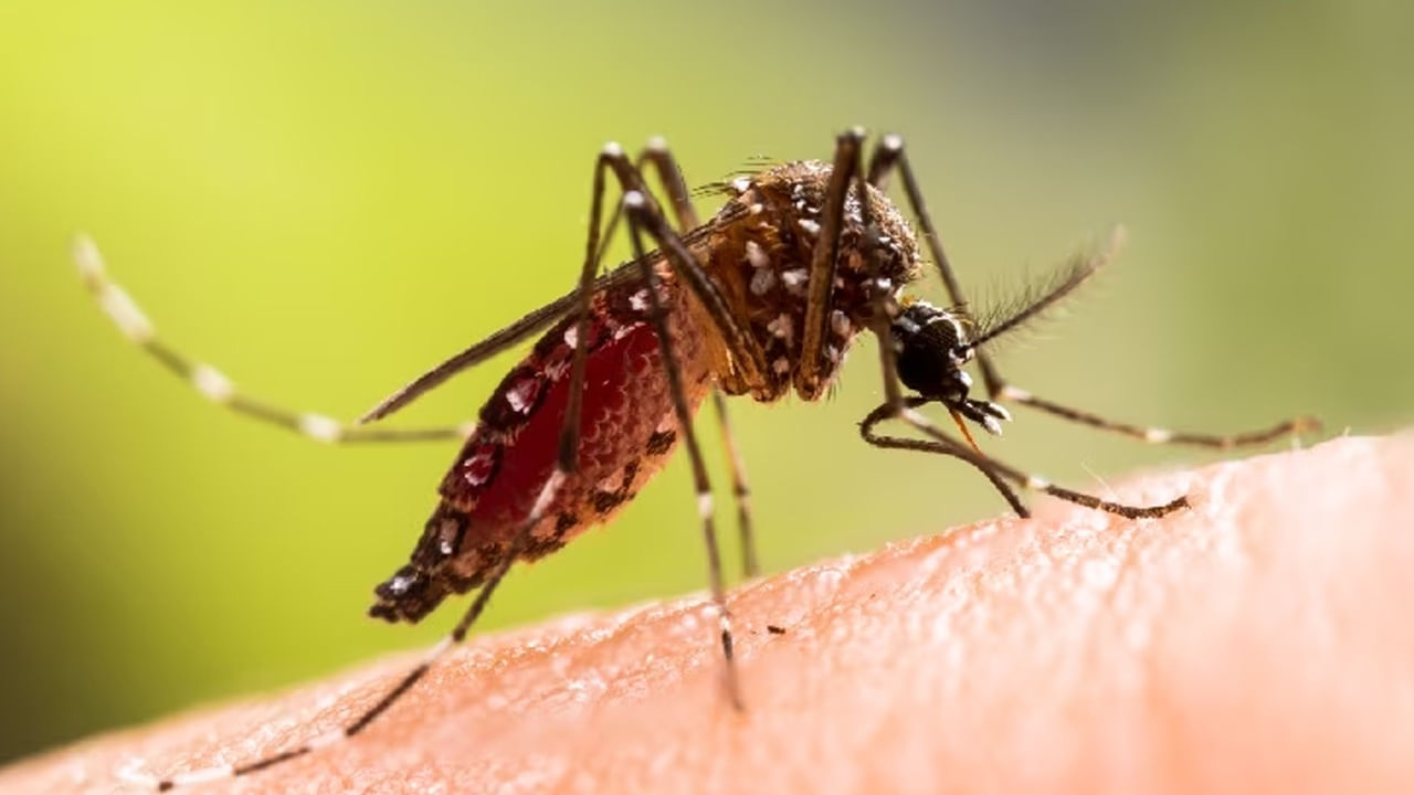 Dengue: డెంగ్యూ బారిన పడ్డవారు.. ఈ ఆహారానికి పూర్తిగా దూరంగా ఉండాలి..