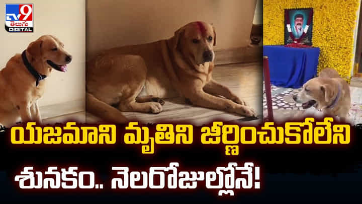 యజమాని మృతిని జీర్ణించుకోలేని శునకం.. నెలరోజుల్లోనే యజమాని మృతిని జీర్ణించుకోలేని శునకం.. నెలరోజుల్లోనే