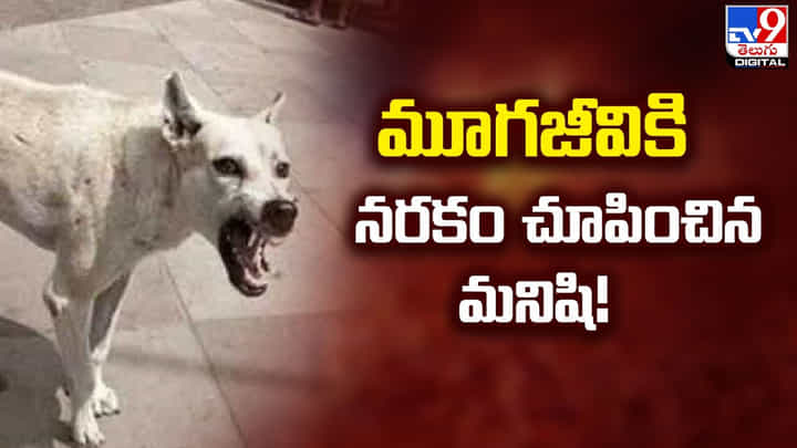 మూగజీవికి నరకం చూపించిన మనిషి మూగజీవికి నరకం చూపించిన మనిషి