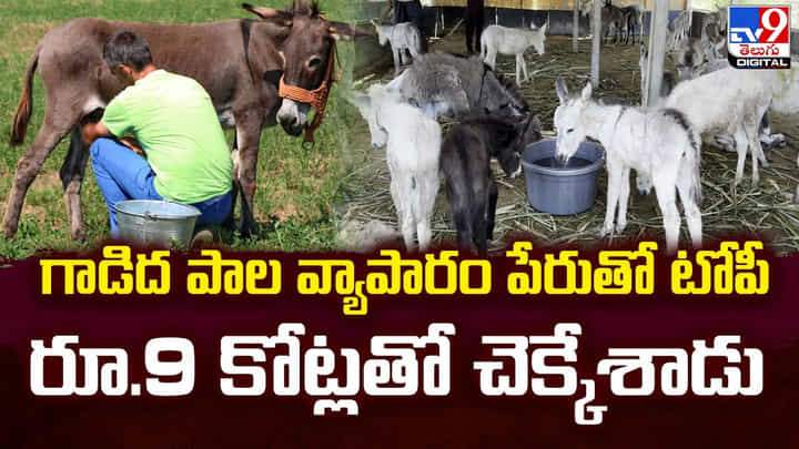 గాడిద పాల వ్యాపారం పేరుతో టోపీ.. రూ.9 కోట్లతో చెక్కేశాడు గాడిద పాల వ్యాపారం పేరుతో టోపీ.. రూ.9 కోట్లతో చెక్కేశాడు