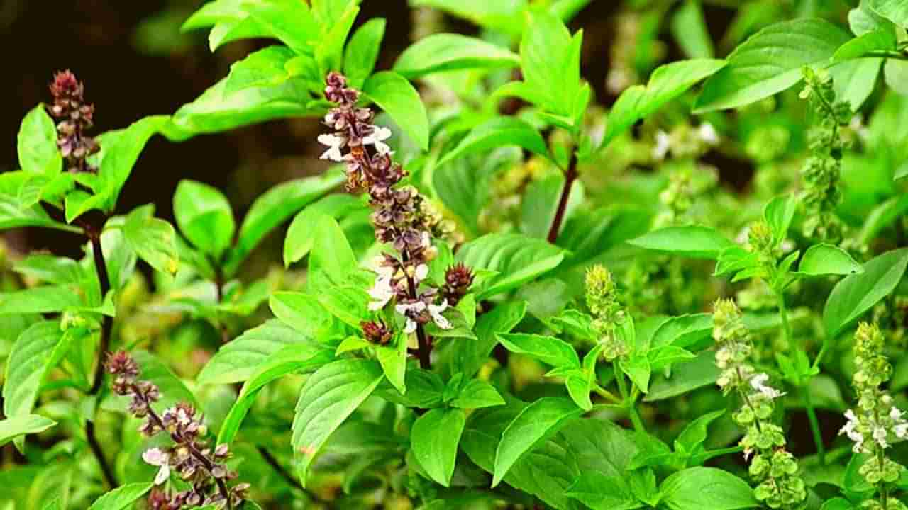 Dried Tulsi Plant: ఎండిన తులసి మొక్కలను పడేస్తున్నారా.. ఇలా వాడండి..