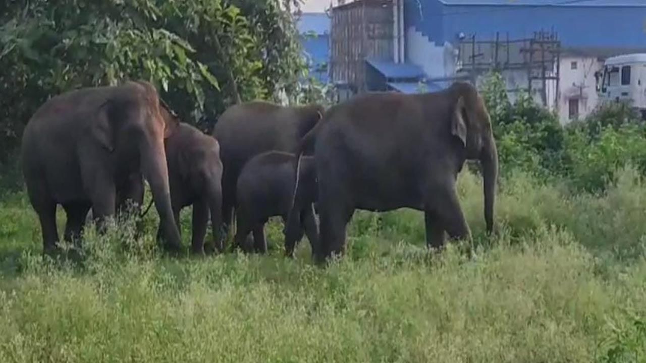 Elephant- ఏనుగు శ్రేయస్సు, పదునైన తెలివితేటలకు చిహ్నంగా పరిగణిస్తారు. దీపావళి రోజున మీరు ఏనుగును చూస్తే, అది మీ జీవితంలో మంచి మార్పులకు సంకేతం.