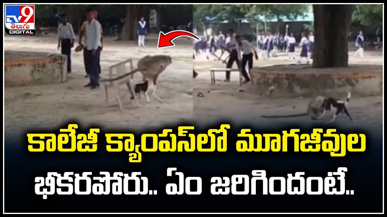 Viral Video: కాలేజీ క్యాంపస్‌లో మూగజీవుల భీకరపోరు.. ఏం జరిగిందంటే.!