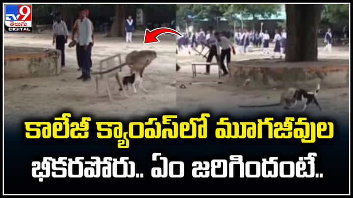 Viral Video: కాలేజీ క్యాంపస్లో మూగజీవుల భీకరపోరు.. ఏం జరిగిందంటే.! Viral Video: కాలేజీ క్యాంపస్లో మూగజీవుల భీకరపోరు.. ఏం జరిగిందంటే.!