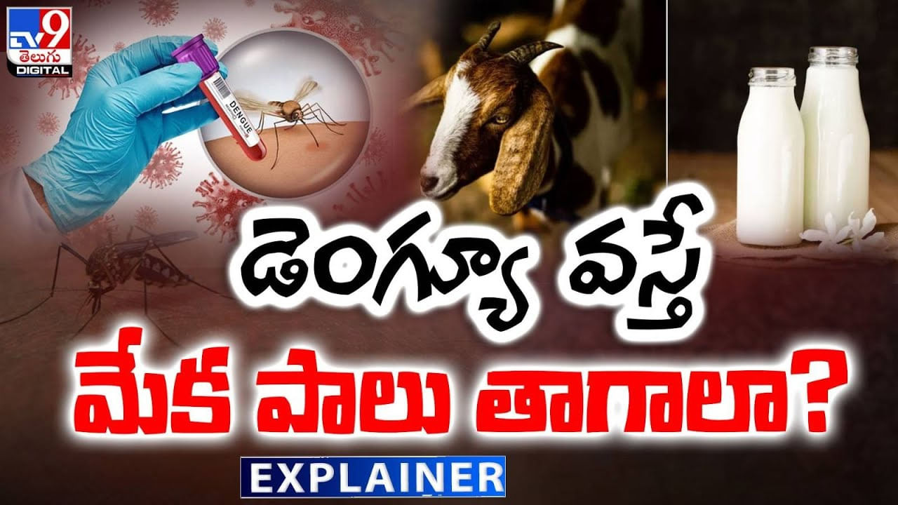 డెంగ్యూ వస్తే మేక పాలు తాగాలా ??