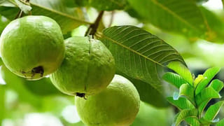 Uric Acid: యూరిక్ యాసిడ్‌ని ఏమాత్రం నిర్లక్ష్యం చేసినా ప్రమాదమే!