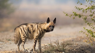 Watch: స్కూటీపై వెళుతున్న యువతిని వేధించిన బైకర్.. ఆ తర్వాత ఏం జరిగిందో తెలుసా..?