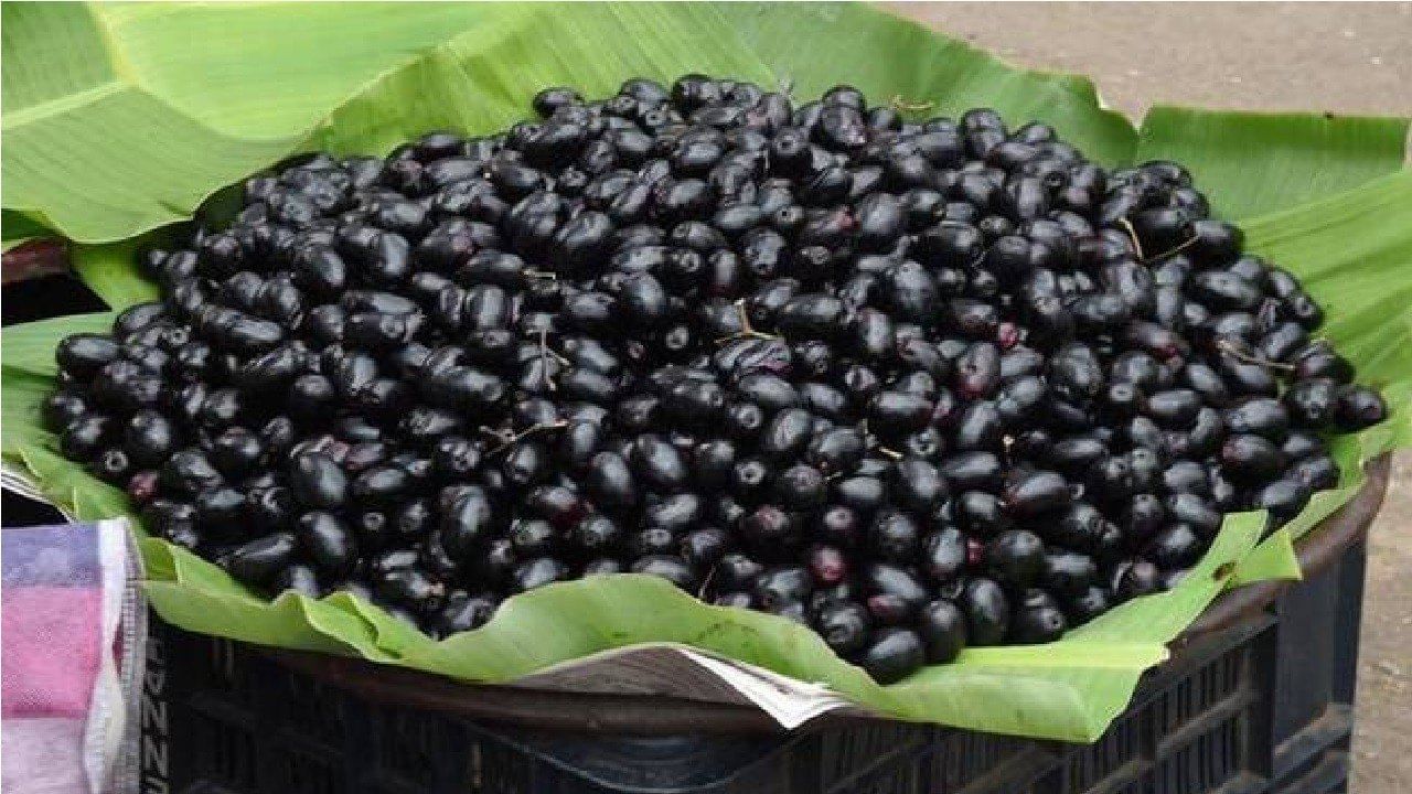 Jamun Seeds: ఈ విషయాలు తెలుసుకున్నారంటే ఇకపై నేరేడు విత్తనాలను పడేయరు..