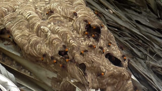 Navaratri: దసరా సందర్భంగా అబ్బురపరుస్తోన్న సూక్ష్మ కళాకారుడి ప్రతిభ.. పెన్సిల్‌పై నవ దుర్గలు