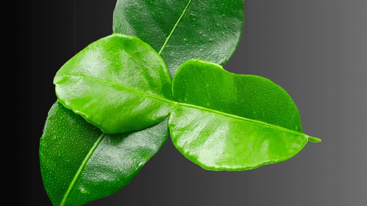 Health: నిమ్మ ఆకులతో ఇలా చేయండి.. ఆ సమస్యలన్నీ పరార్ అవుతాయి..