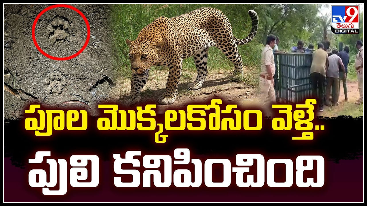 Leopard: పూల మొక్కలకోసం వెళ్తే.. పులి కనిపించింది.! వైరల్ అవుతున్న వీడియో.