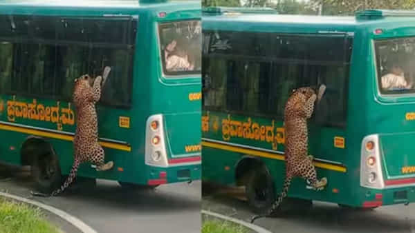 Watch: కిటికీలోంచి దూరి.. సఫారీ బస్సుపై చిరుత దాడి..! భయానక వీడియో వైరల్