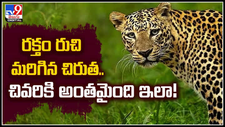 Man-eater Cheetah: రక్తం రుచి మరిగిన చిరుత..చివరికి ఇలా అంతమైంది.! వీడియో.. Man-eater Cheetah: రక్తం రుచి మరిగిన చిరుత..చివరికి ఇలా అంతమైంది.! వీడియో..