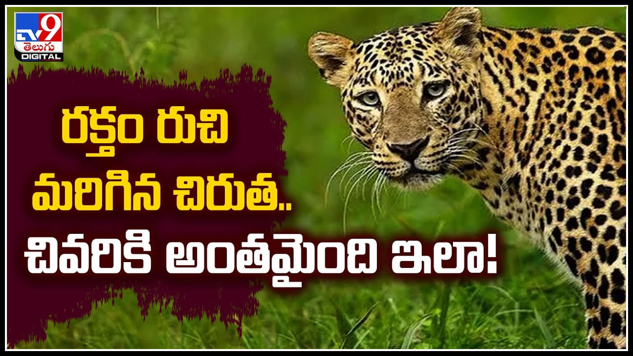 Man-eater Cheetah: రక్తం రుచి మరిగిన చిరుత..చివరికి ఇలా అంతమైంది.! వీడియో..