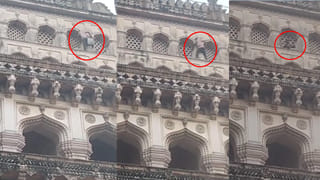 Watch: బాబోయ్‌ ఇదేం పామురా సామీ.. టమాటాలను ఎంత కసితీరా కాటేస్తుందో చూడండి..