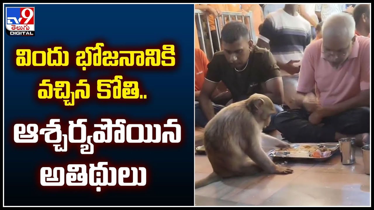 Monkey Viral Video: విందు భోజనానికి వచ్చిన కోతి.. ఆశ్చర్యపోయిన అతిథులు.