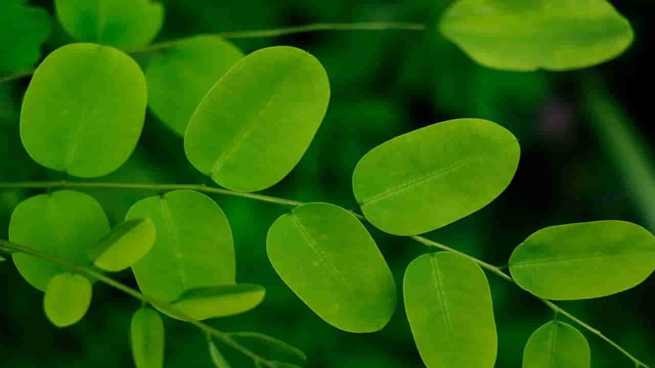 Moringa Leaves: ఈ ఆకు రోజూ పిడికెడు తింటే చాలు.. అద్భుతమైన ఆరోగ్య ప్రయోజనాలు..! తెలిస్తే..