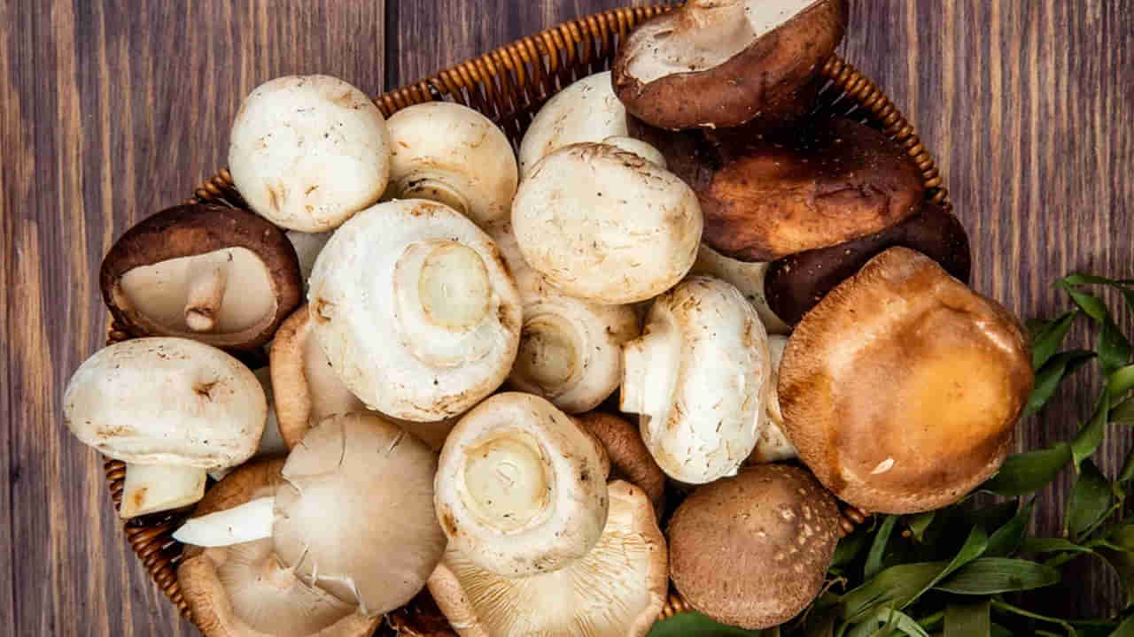 Mushroom: ఎండలో ఉంచిన పుట్టగొడుగు విటమిన్ల నిధిగా ఎలా మారతాయి? సైంటిఫిక్ రీజన్ ఏమిటంటే