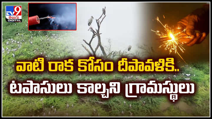 No Diwali: వాటి రాక కోసం.. దీపావళికి టపాసులు కాల్చని గ్రామస్థులు.! No Diwali: వాటి రాక కోసం.. దీపావళికి టపాసులు కాల్చని గ్రామస్థులు.!