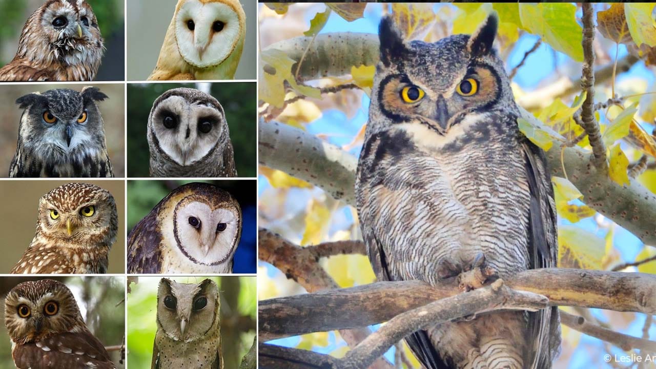 Owl: భారతదేశంలో ఎన్ని రకాల గుడ్లగూబలు ఉన్నాయి? ఏ పక్షి తన మెడను 270 డిగ్రీలు తిప్పగలదు!