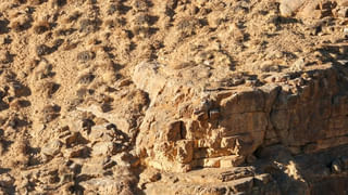 Viral Video: సోఫాలో హాయిగా నిద్రపోతున్న వ్యక్తి.. దిండులో ఏదో కదులుతున్నట్టుగా అనిపించి చూస్తే.. వామ్మో..!