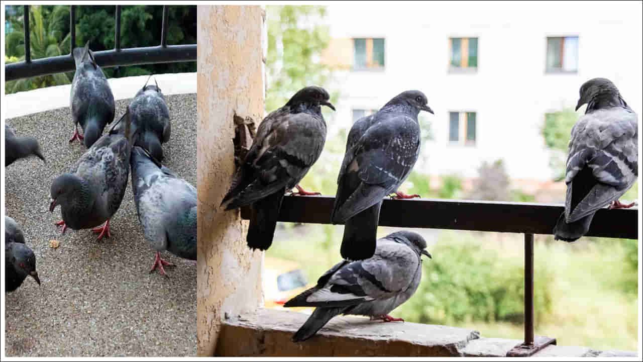 Pigeons: బాల్కనీ, కిటకీల వద్ద పావురాలతో ఇబ్బంది పడుతున్నారా? ఇలా చేస్తే అస్సలు రావు