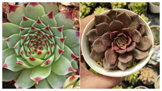 Black Hair Tips: ఈ నూనె రాస్తే.. తెల్ల జుట్టు పూర్తిగా నల్లగా మారాల్సిందే!