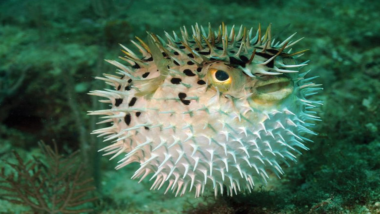 Pufferfish- పఫర్ ఫిష్ ప్రపంచంలోని అత్యంత ఖరీదైన చేపలలో ఒకటి మాత్రమే కాదు, చాలా ప్రమాదకరమైనది కూడా. దీని ముళ్ళు చాలా విషపూరితమైనవి. అందుకే ఈ పఫర్‌ఫిష్‌ని అమెరికాలోని 50 కంటే తక్కువ రెస్టారెంట్లలో మాత్రమే అందిస్తారు. ఈ చేప ధర పౌండ్ (17 వేల రూపాయలు) 200 డాలర్ల వరకు ఉంది. 