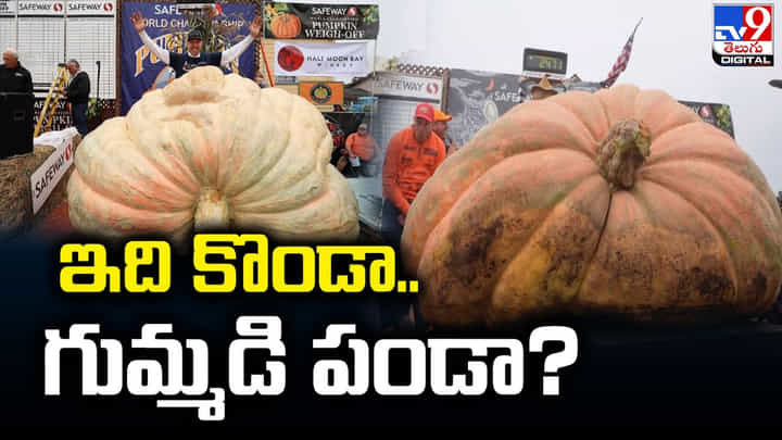 ఇది కొండా.. గుమ్మడి పండా !! సైజ్ చూస్తే ఆశ్చర్యపోవాల్సిందే ఇది కొండా.. గుమ్మడి పండా !! సైజ్ చూస్తే ఆశ్చర్యపోవాల్సిందే