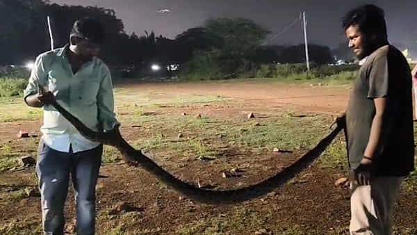 AP News: అయ్యా బాబోయ్.! ఎంత పొడుగో.. భారీ కొండచిలువ హల్చల్