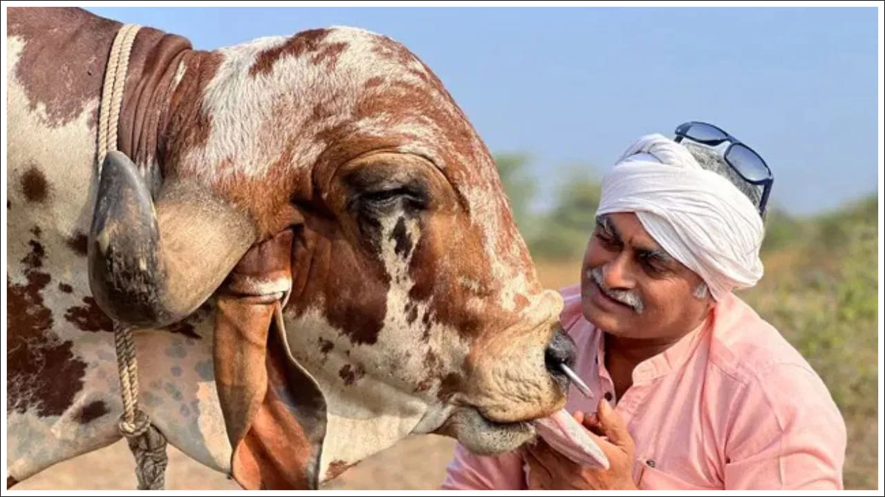 ఆవులకు సరైన దాణా ఇవ్వడం ప్రారంభించి నాణ్యమైన నెయ్యి తయారీ గురించి మరింత తెలుసుకున్నాడు. ఆయన చేసిన నెయ్యి బాగా ప్రాచుర్యం పొందింది. అతని వ్యాపారం పెరిగింది. ఇప్పుడు 123 దేశాలకు నెయ్యిని ఎగుమతి చేస్తున్నాడు. ప్రస్తుతం అతని వద్ద  250 గిర్ ఆవులు ఉన్నాయి.